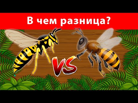 Пчела и Оса - В ЧЕМ РАЗНИЦА??? - Факты про пчел