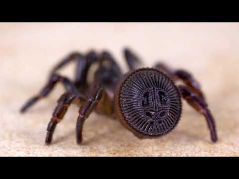 10 Самых поразительных пауков в мире