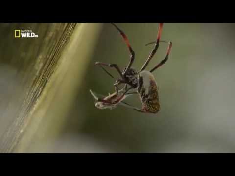 Удивительные пауки.Udivitelnye pauki 2015 HDTVRip