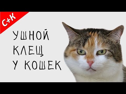 Ушной клещ у кошек