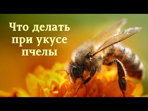 Что делать при укусе пчелы. Меры предосторожности и профилактика укусов