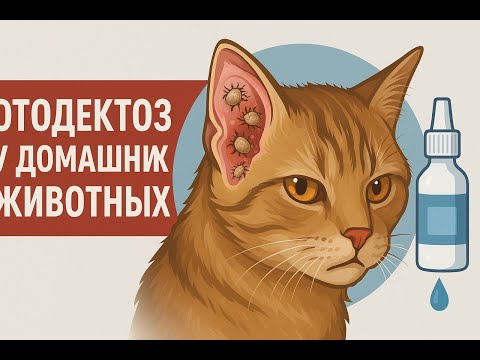 Как быстро и эффективно лечить ушного клеща (отодектоз) у собак и кошек