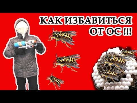 Как избавиться от ос