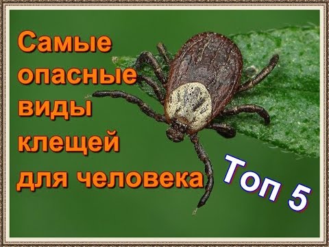 Топ 5 самых опасных видов клещей для человека.