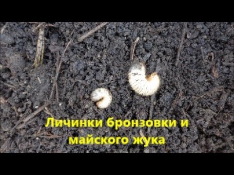 Личинки бронзовки и майского жука.