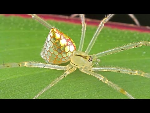 САМЫЕ СТРАННЫЕ И НЕОБЫЧНЫЕ ПАУКИ в мире