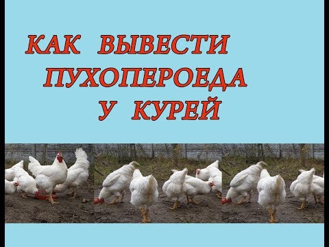 Как вывести вшей и пухопероедов у кур Паразиты у кур