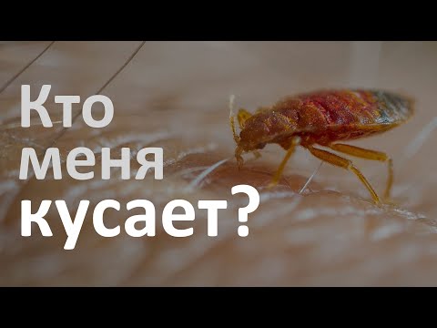 Определитель укусов: как понять, кто кусает в доме?