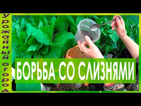 ►БОРЬБА СО СЛИЗНЯМИ!!!КАК ЗАЩИТИТЬ ПОСАДКИ!