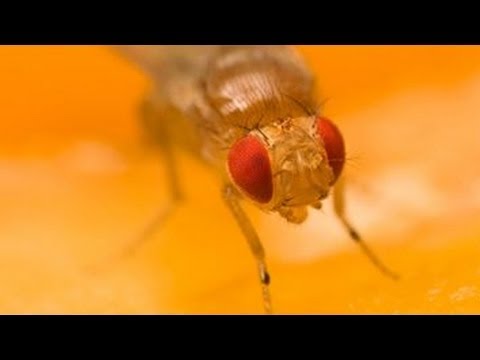 Ловушка для дрозофил!