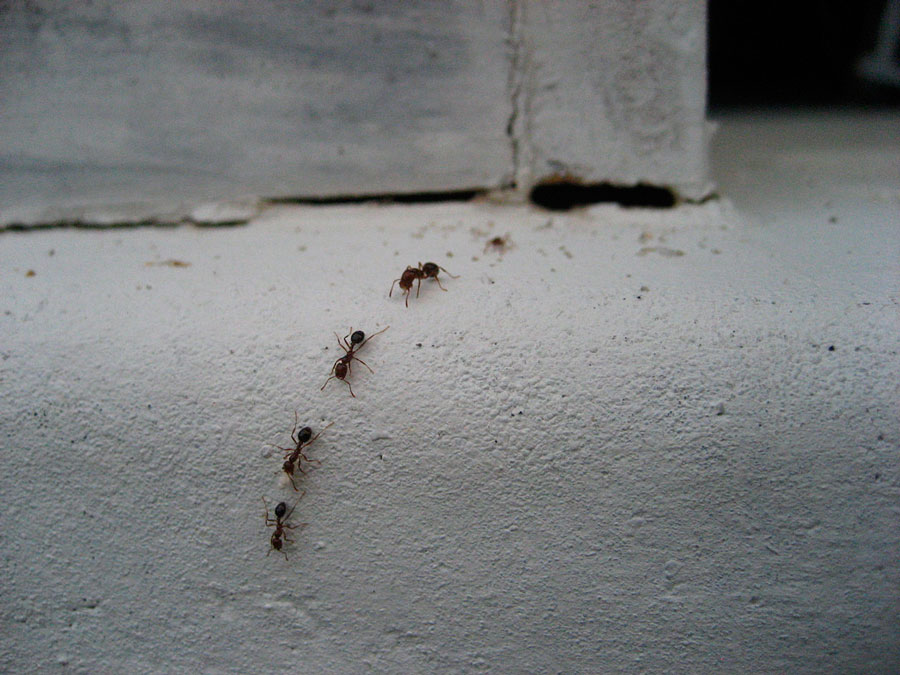 Борная кислота против муравьев, правила использования