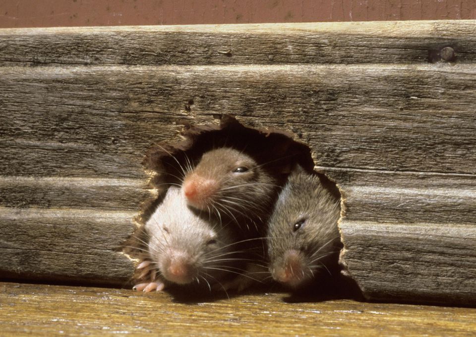 Как выжить мышей из частного дома