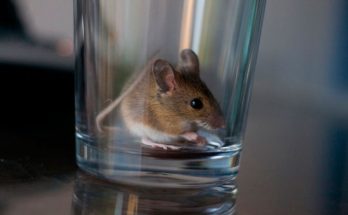 Как поймать мышь в доме без мышеловки