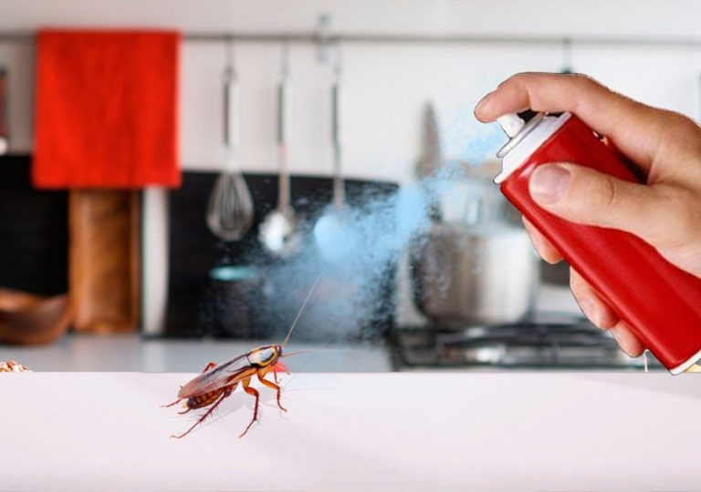 Самая эффективная отрава от тараканов: средства проверенные временем