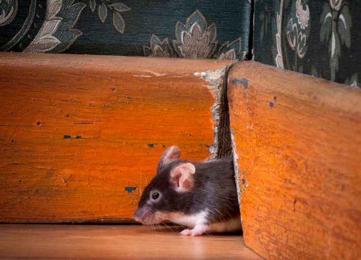 Почему появляются мыши