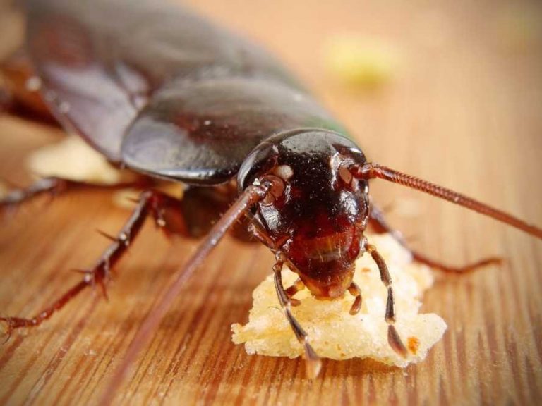 Чем эффективно травить тараканов в квартире самостоятельно: препараты и .