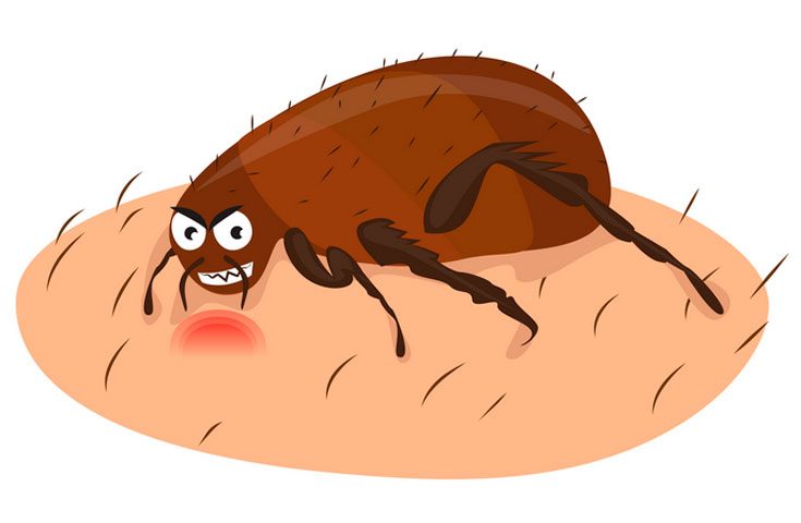 Опасен ли жук-кожеед для человека