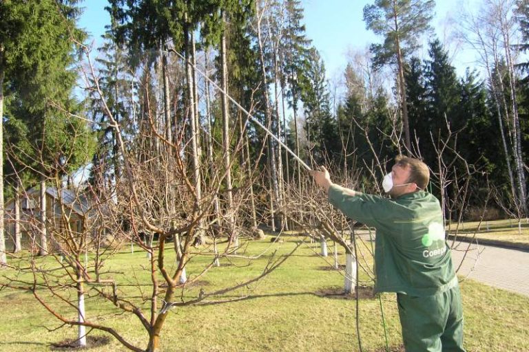 Медный купорос: обработка от плесени, грибка и паразитов