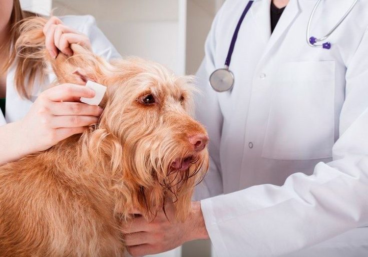 Ушной клещ у собаки (отодектоз)- симптомы, препараты для лечения, профилактика