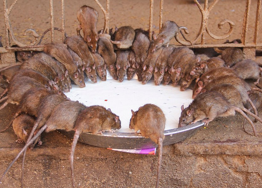 Как поймать крысу на участке