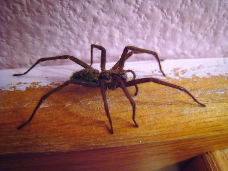 Чего боятся пауки в доме