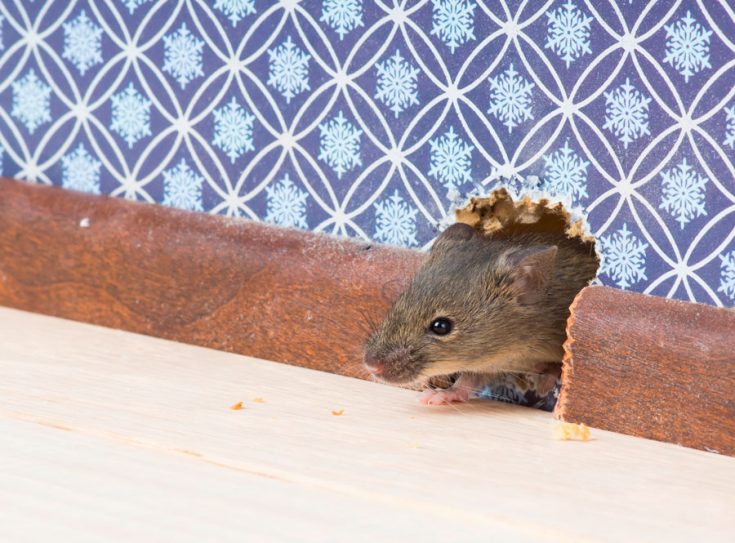 Как бороться с мышами в частном доме