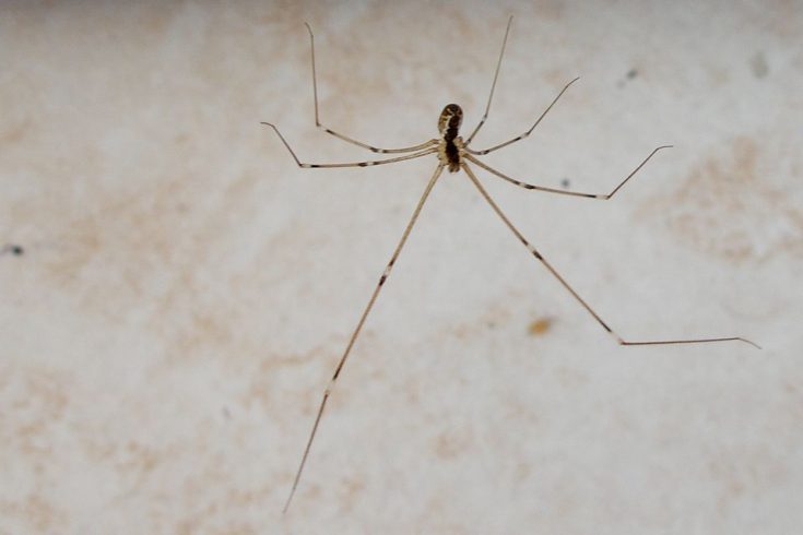 Почему пауки появляются в доме
