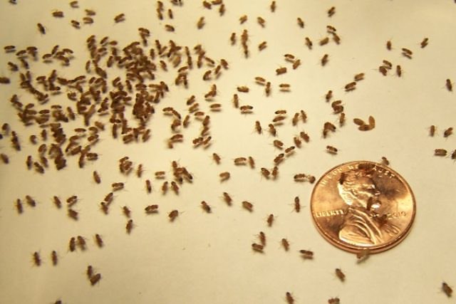 Эффективные методы борьбы с мухами дрозофилами