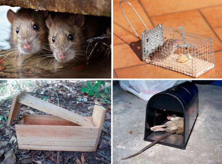 Механические методы борьбы с крысами