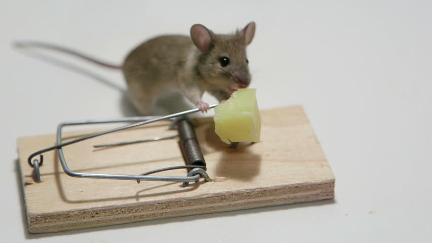 Эффективные методы борьбы с мышами в частном доме и на участке: народные и химические средства для избавления от мышей