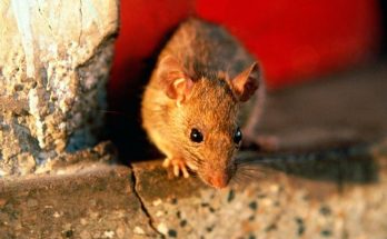 Средства от мышей в частном доме