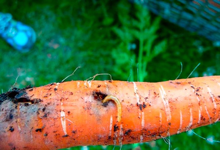 Вред от морковной мухи
