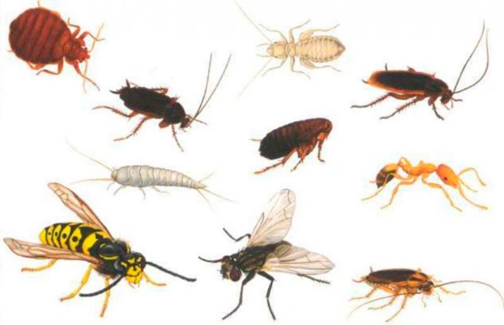 Виды насекомых в квартире