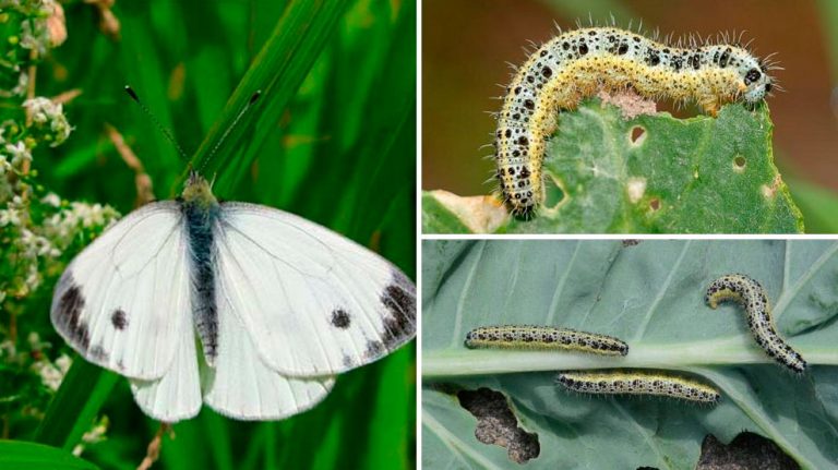 Гусеницы разных бабочек фото с названиями