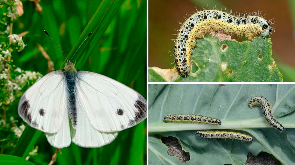 Бабочки И Их Гусеницы России Фото