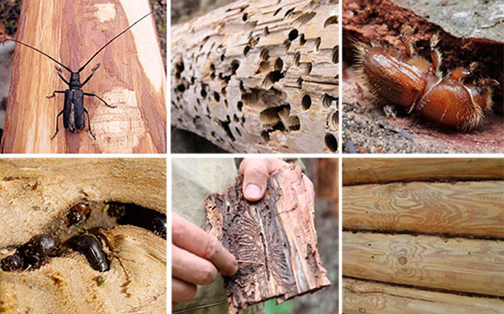 Жуки-короеды, шашель, термиты: как бороться с вредителями древесины