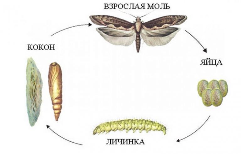 Виды молей фото и названия