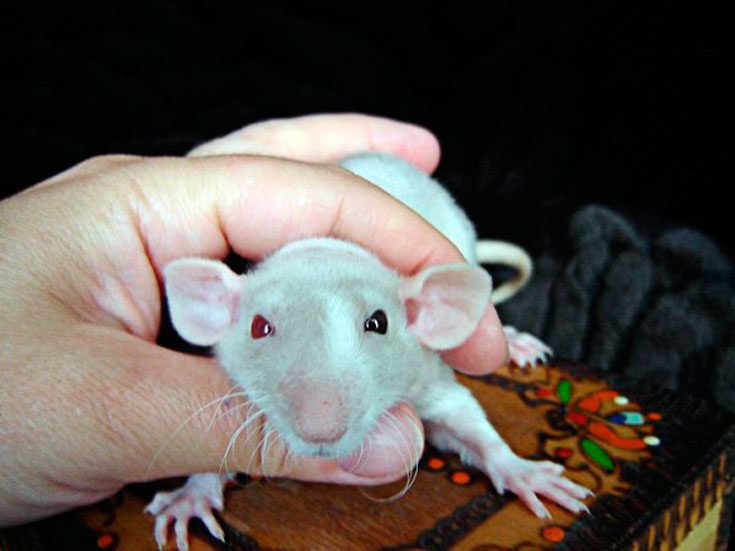 Крыса с глазами разного цвета