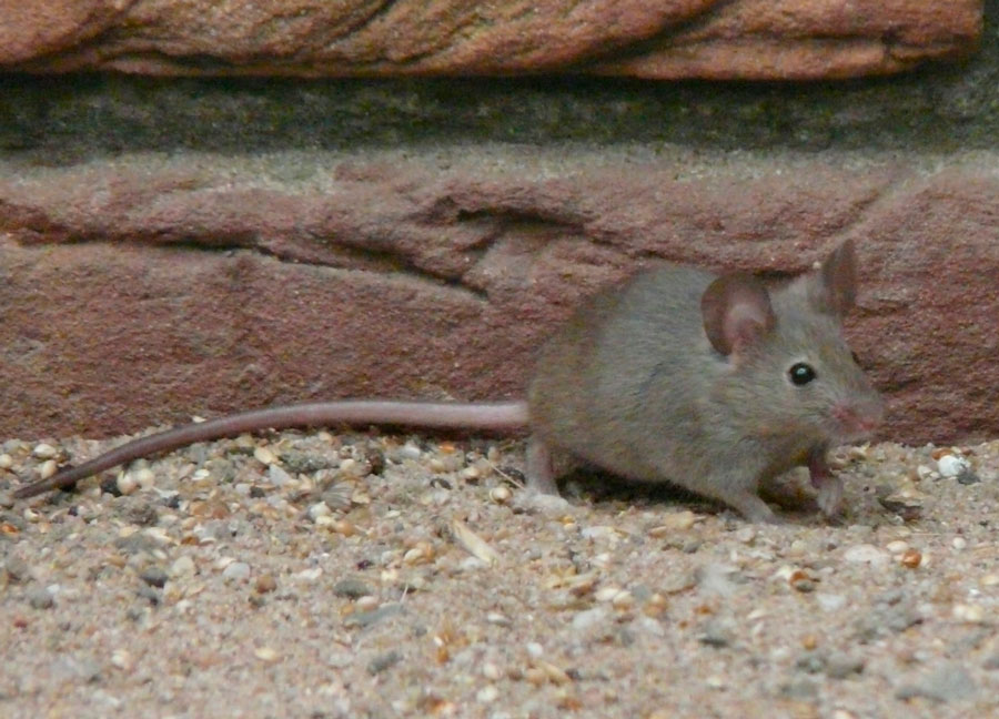 Мыши виды список с фото