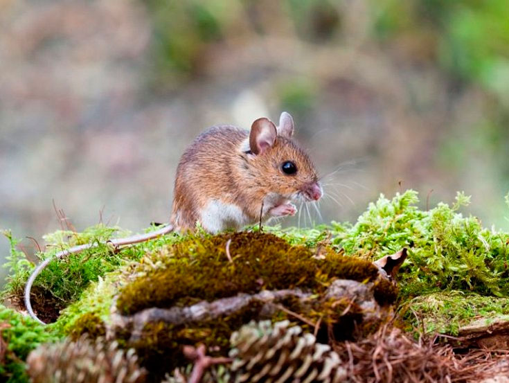 Мыши живущие в лесу. Баргузинский заповедник Лесная мышь. Мышь Лесная полевка. Лесная мышь (Apodemus sylvaticus). Полевая мышь Apodemus agrarius.