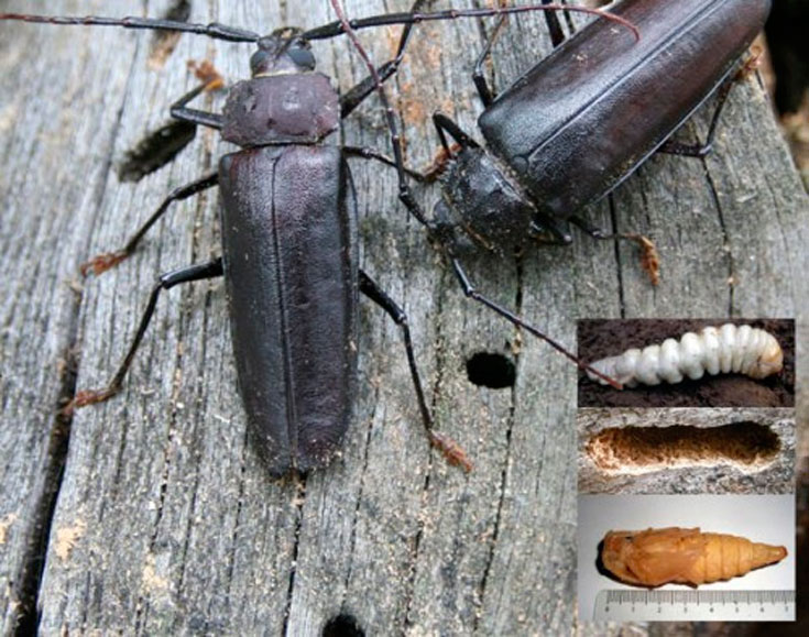 Двухвостка насекомое – как избавиться в доме?
