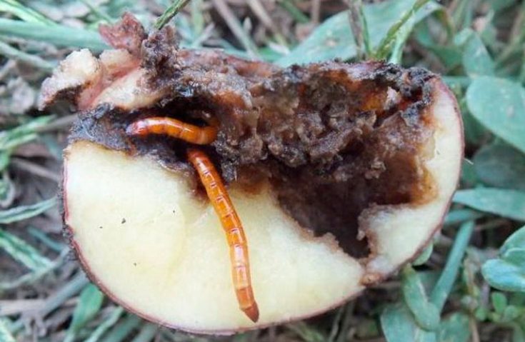 Причины появления вредителей в картофеле
