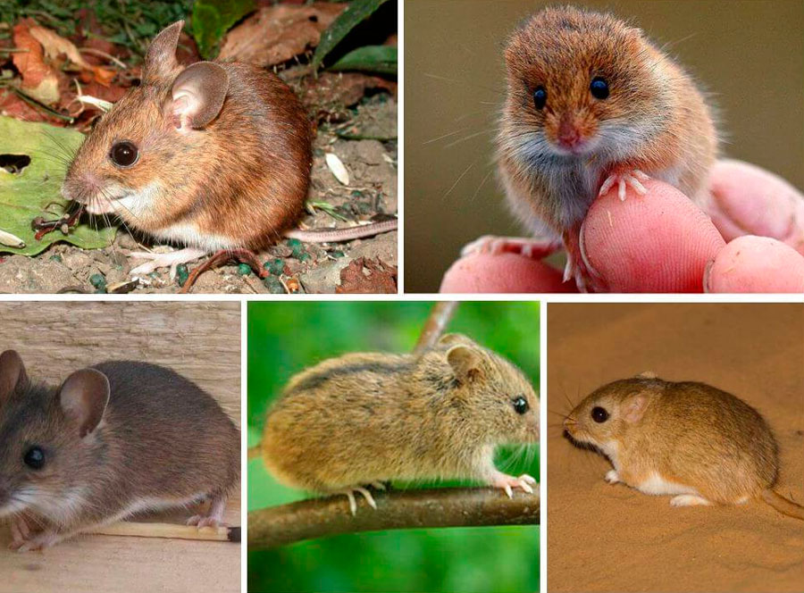 Виды мышей в россии фото и названия