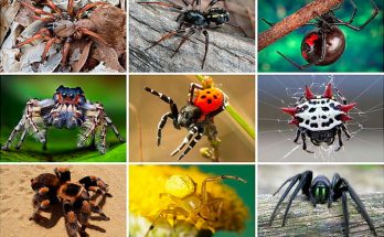 Виды пауков с фото и названиями