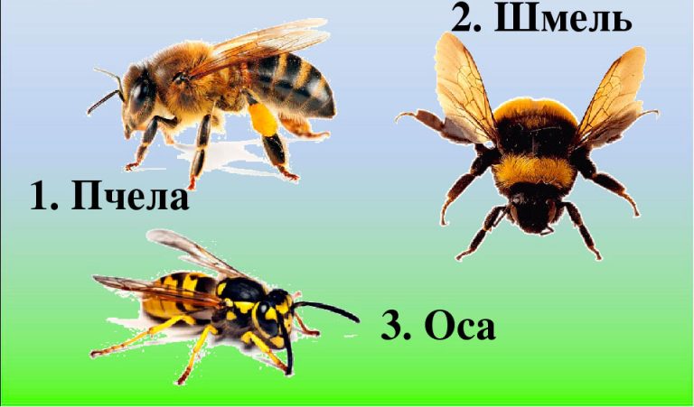 Пчела и оса на одном фото
