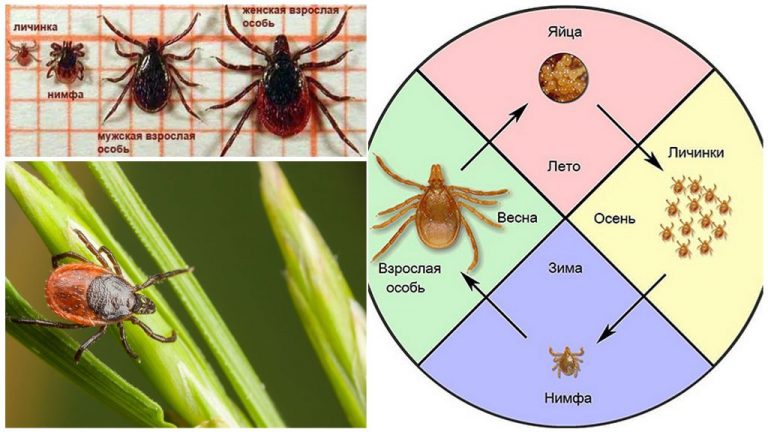 Стадии развития клеща фото