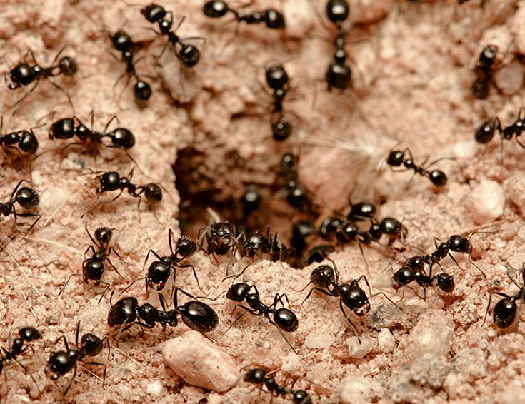 Природные места обитания муравьев
