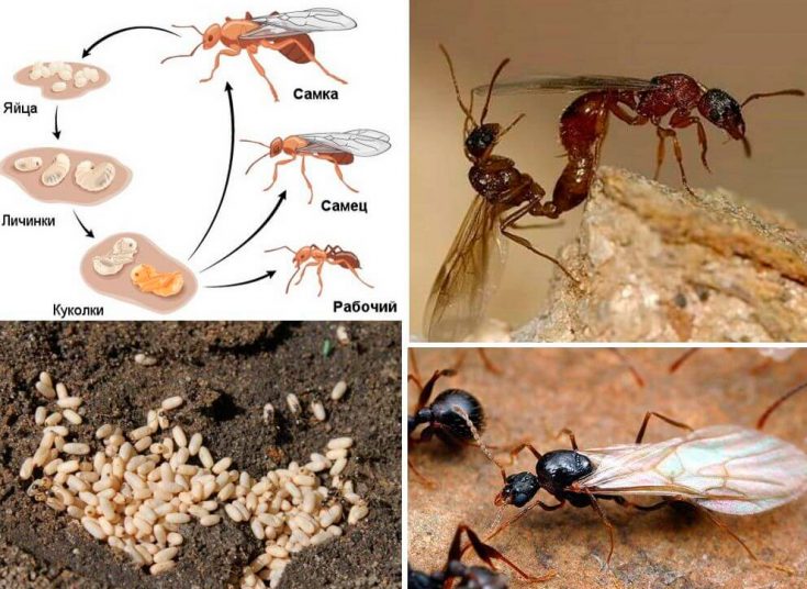 Размножение муравьев