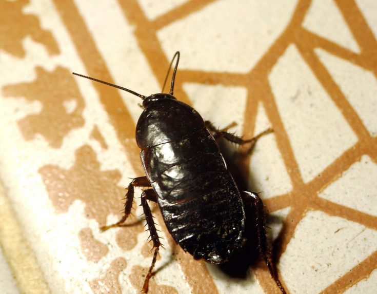Как проникают тараканы в квартиру