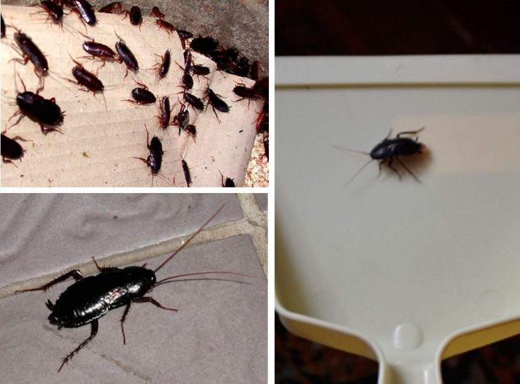 Как избавится от черных тараканов